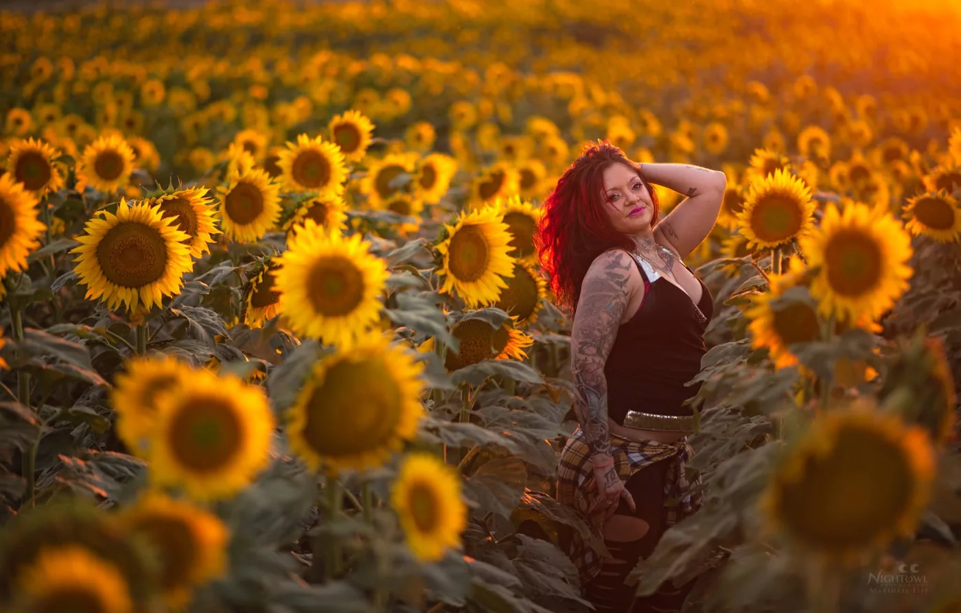 Sunflowers in late summer