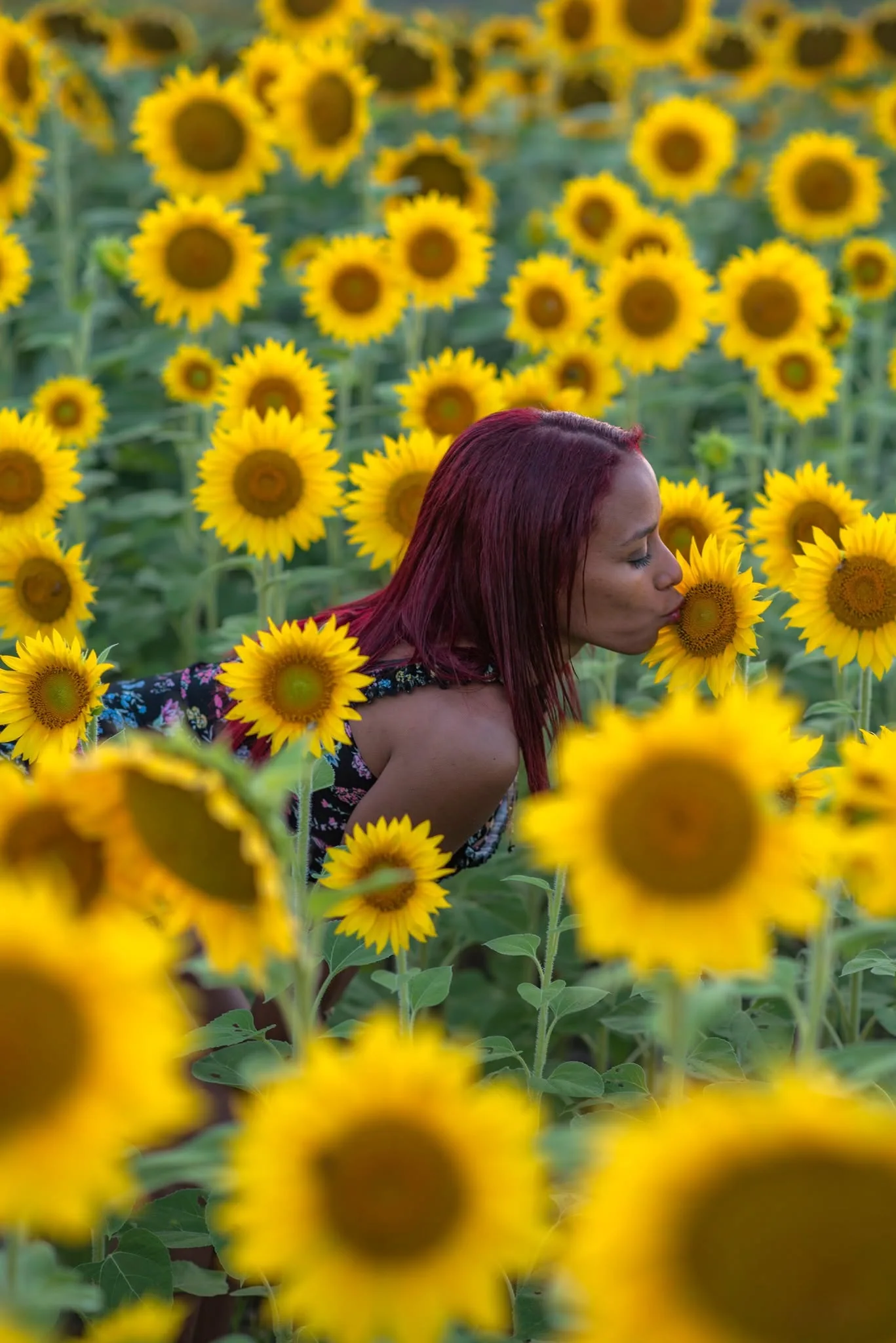 A quiet moment among sunflowers